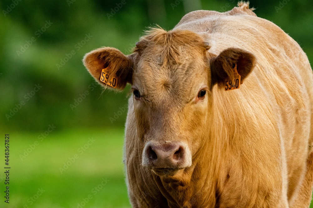 portrait of crossbred veal charolais salers portrait of crossbred veal charolais salers