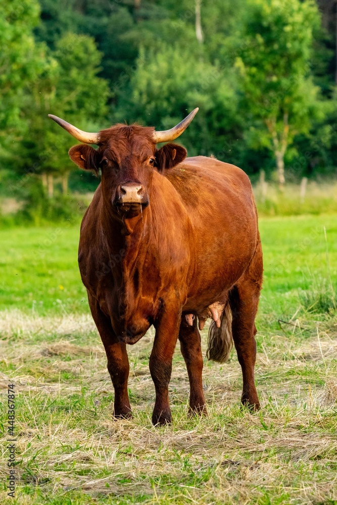 portrait of salers cow in pasture portrait of salers cow in pasture