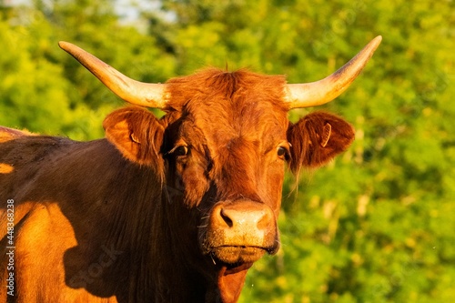 portrait of salers cow in pasture