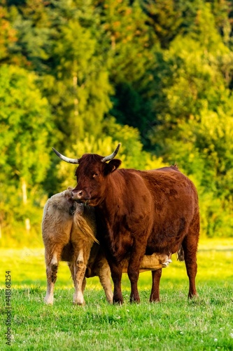portrait of salers cow in pasture