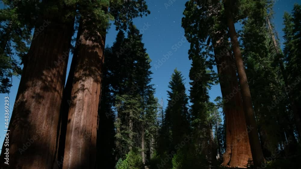 Sequoia Starry Sky Northwest 24mm Tilt Down in Sequoia and Kings Canyon National Park General Grant Grove California USA Sequoia Starry Sky Northwest 24mm Tilt Down in Sequoia and Kings Canyon National Park General Grant Grove California USA
