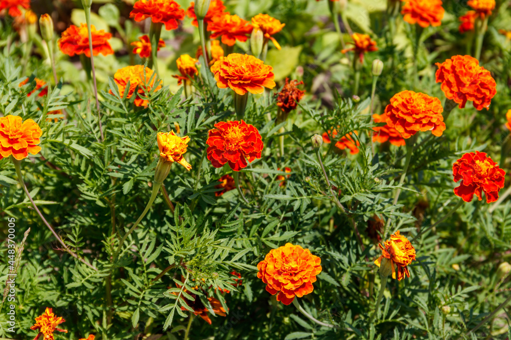 Mexican marigolds (Tagetes erecta, Aztec marigold) on flowerbed
