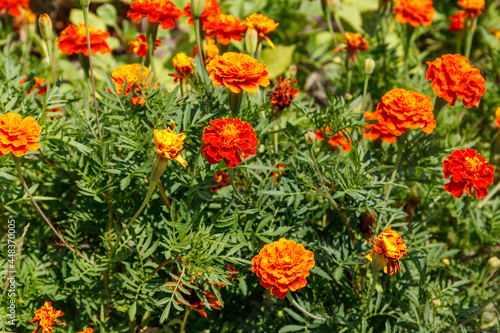 Mexican marigolds (Tagetes erecta, Aztec marigold) on flowerbed