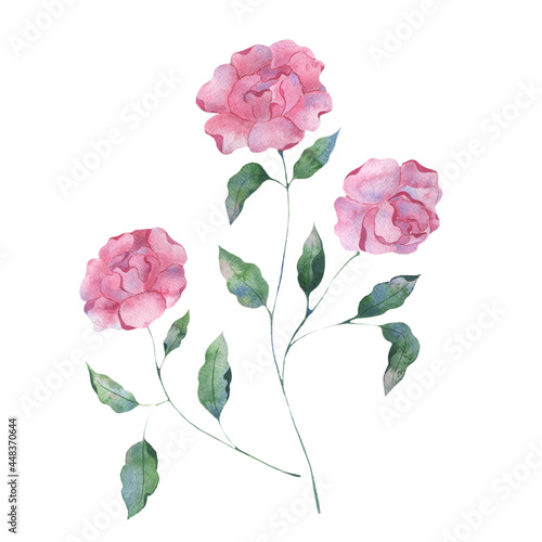 Watercolor illustration of lilac peony flowers on a pink background. Botanical illustration for packaging design, texture, fabric, wallpaper, website, postcard.