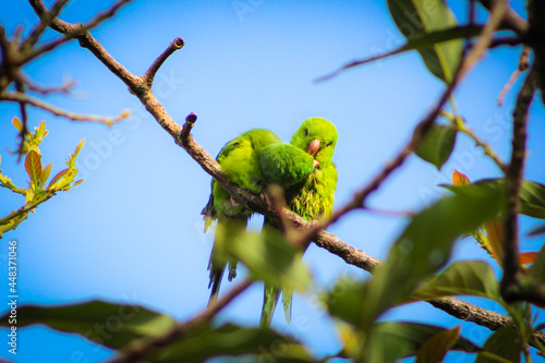 periquito-verde; brotogeris tirica