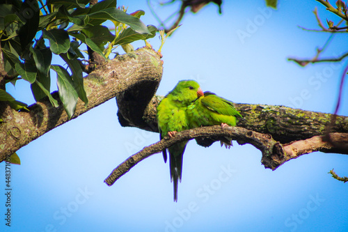 periquito-verde; brotogeris tirica