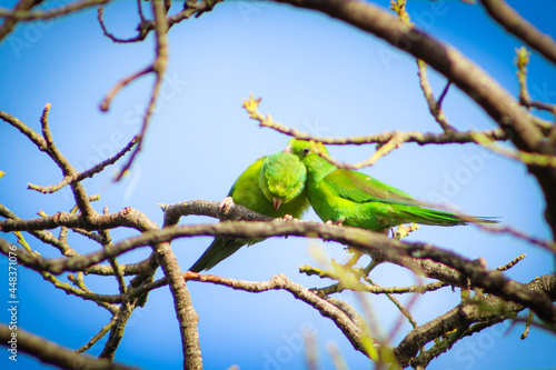 periquito-verde; brotogeris tirica