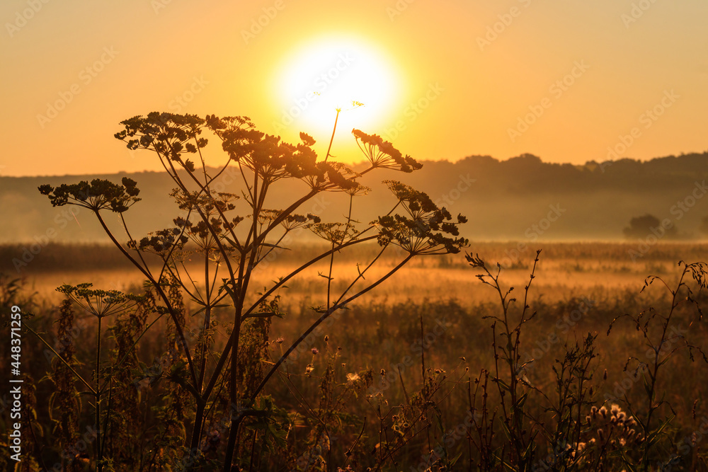 Silhouette of wildflower against rising sun. Beautiful sunrise over a meadow with wildflowers at summer