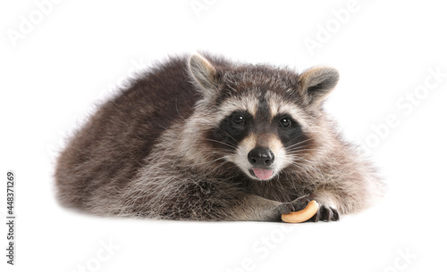 Fototapeta Naklejka Na Ścianę i Meble -  Common raccoon with food isolated on white