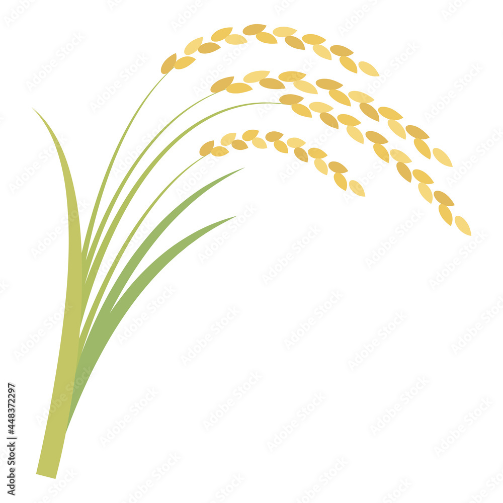 稲 稲穂 Ears Of Rice Vector Illustration Stock ベクター Adobe Stock