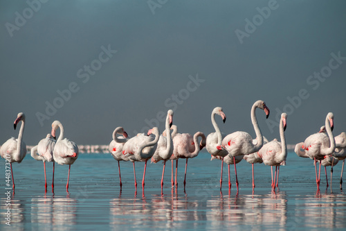 Wild african birds. Flock of pink african flamingos walking around the blue lagoon on the background of bright sky on a sunny day