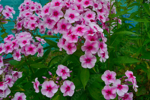 A pink beautiful flower grows in the yard.

