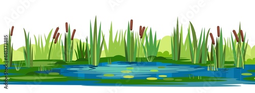 Reed and cattail thickets. Swampy wild landscape with water. Leaves of water lilies. Horizontally seamless composition. Overgrown bank of a pond or river. Isolated illustration vector