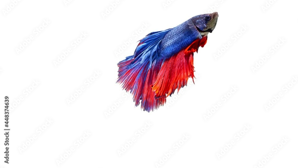 Blue and red color Siamese fighting fish Blue and red color Siamese fighting fish