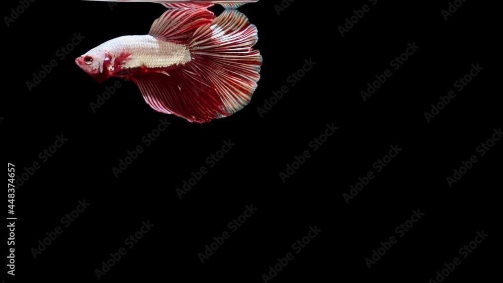 red color Siamese fighting fish red color Siamese fighting fish