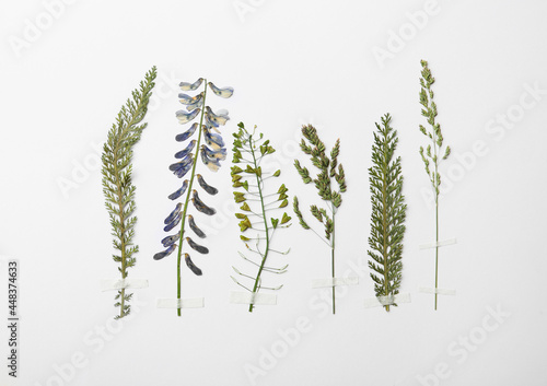 Pressed dried flower and plants on white background. Beautiful herbarium