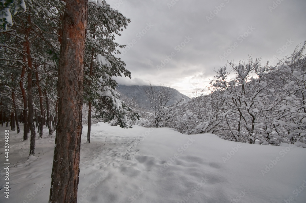Obraz premium Winter trees in mountains covered with fresh snow. Beautiful landscape with branches of trees covered in snow. Mountain road in Caucasus. Azerbaijan