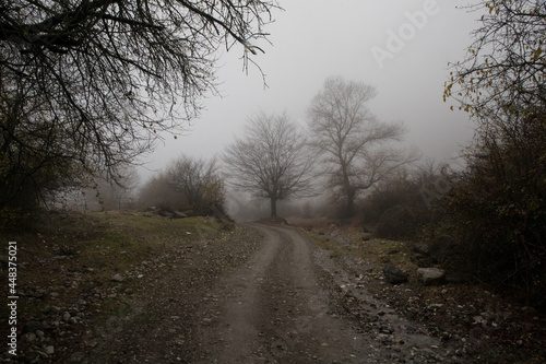 Landscape with beautiful fog in forest on hill or Trail through a mysterious winter forest with autumn leaves on the ground. Road through a winter forest. Magical atmosphere.