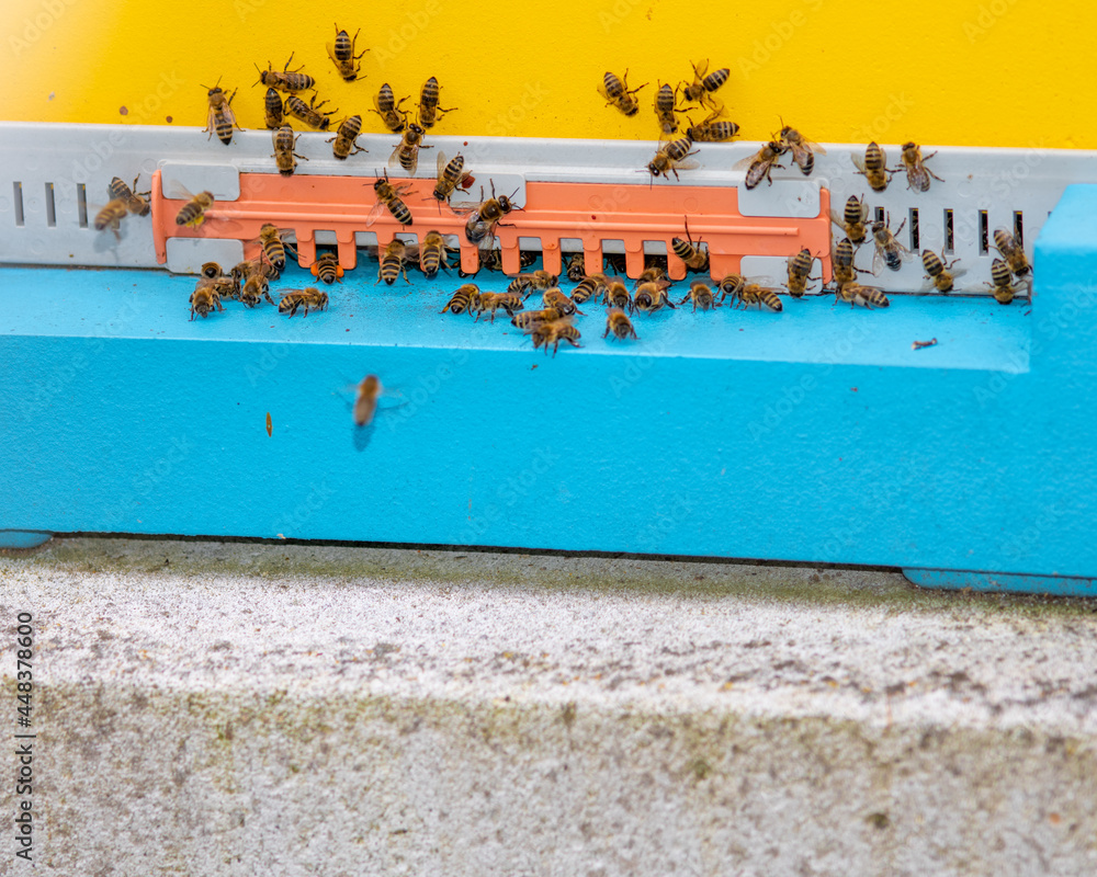 Fototapeta premium Honey bees flying and crawling around their beehive photo made in Weert the Netherlands