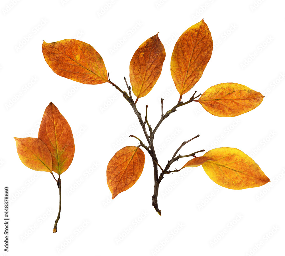 Autumn twig with colorful leaves isolated Autumn twig with colorful leaves isolated
