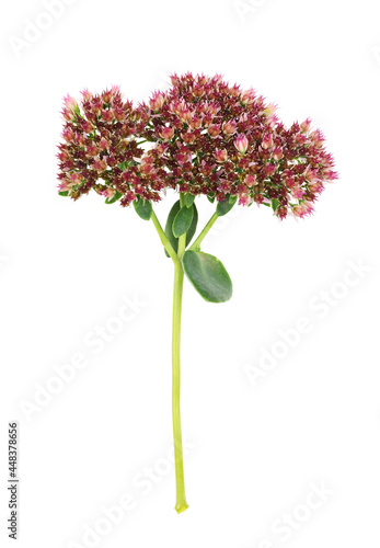 Pink  flowers of hyloteleph...