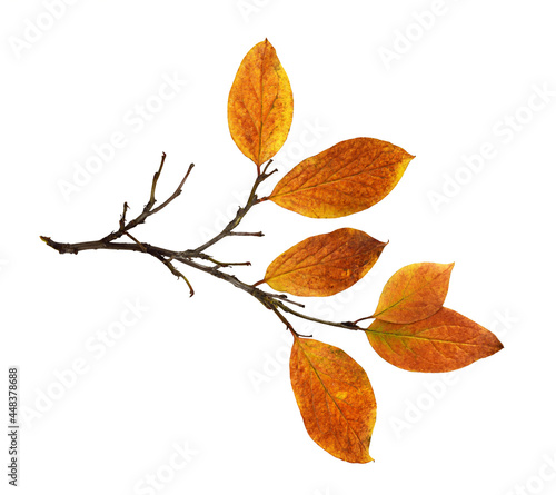 Autumn twig with colorful l...