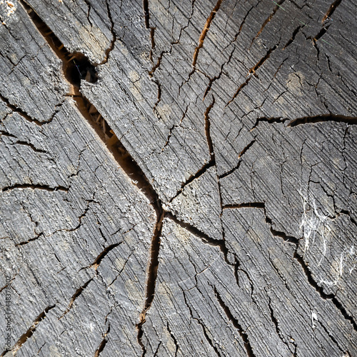 wooden cut texture © ork_0013