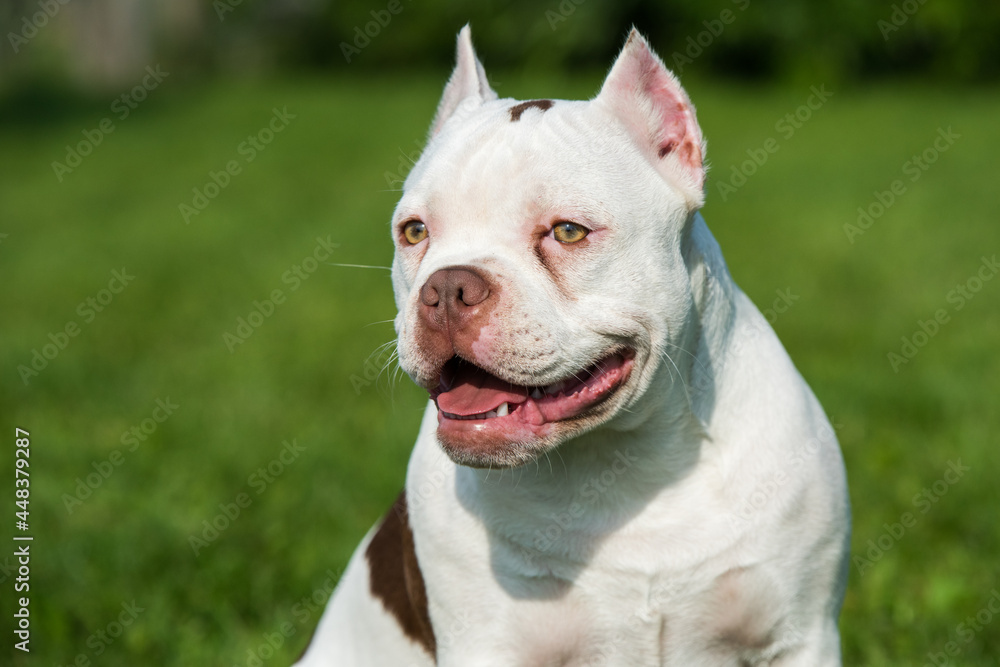 White color American Bully dog close up on green grass White color American Bully dog close up on green grass
