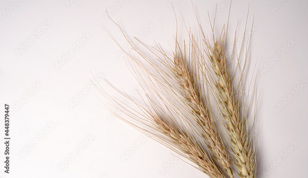 Wheat grains and spikelets on white background. Wheat grains and spikelets on white background.