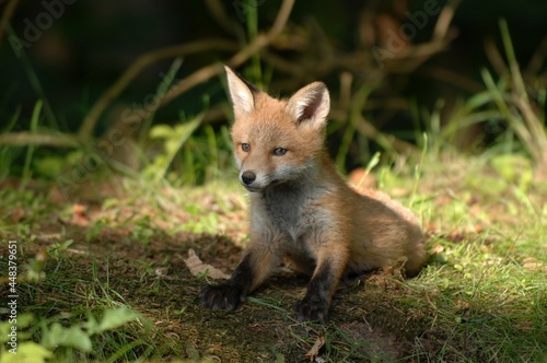 red fox cub © PRABAKARAN