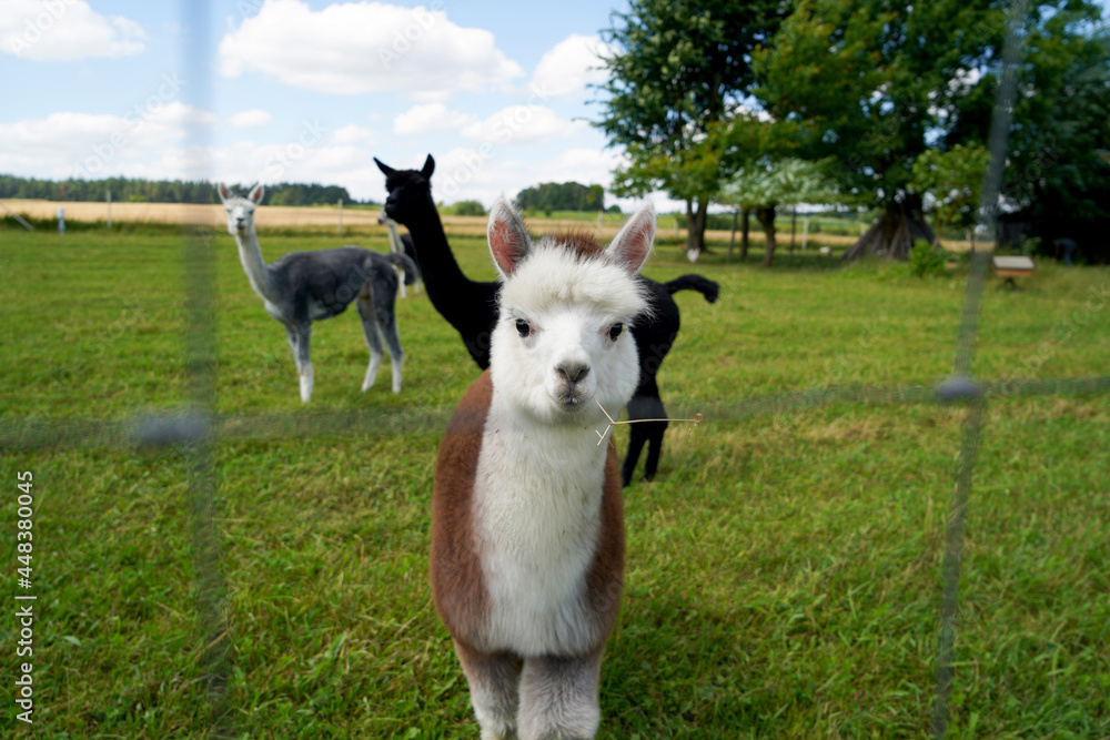 Fototapeta premium Alpaca with beautiful fur is often confused with llama, photographed in a Bavarian breeding enclosure