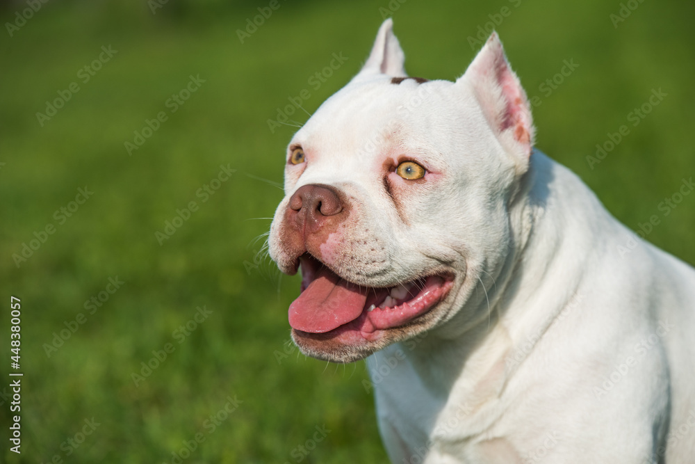 White color American Bully dog close up on green grass White color American Bully dog close up on green grass