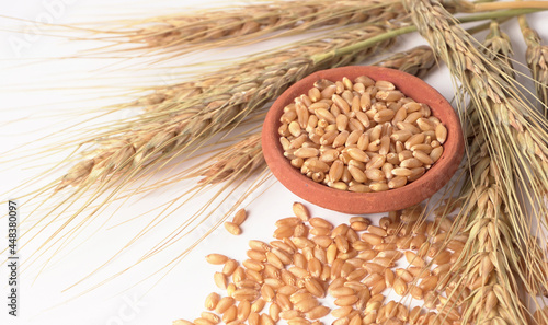 Wheat grains and spikelets on white background.