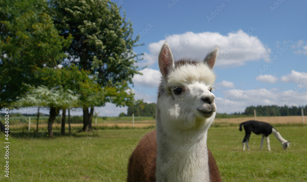 Fototapeta premium Alpaca with beautiful fur is often confused with llama, photographed in a Bavarian breeding enclosure
