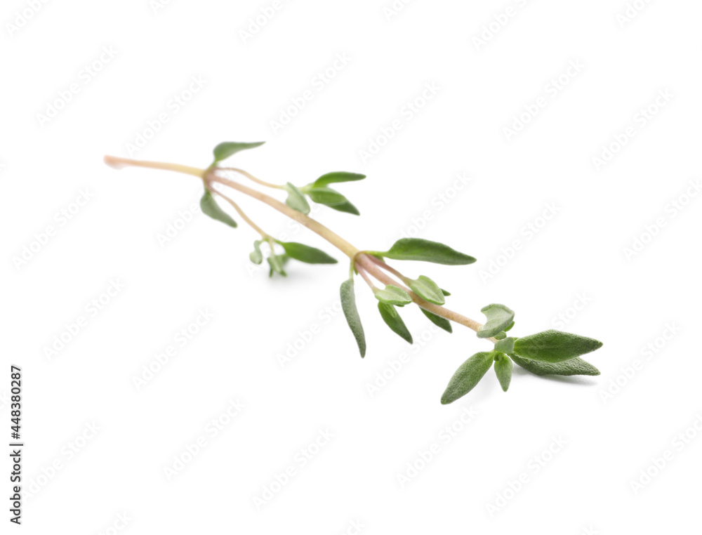 Obraz premium Aromatic thyme sprig on white background. Fresh herb