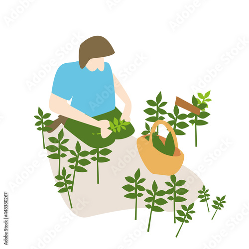 Illustration d'un cueilleur de plantes sauvages