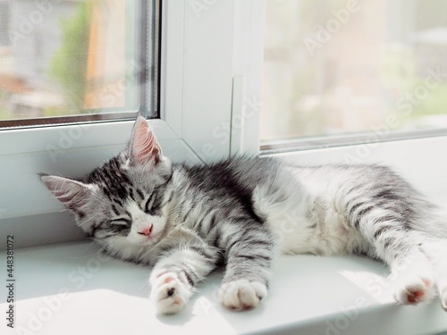 Cute little fluffy grey striped kitten lying and sleeping on the windowsill. Newborn kitten, kid animals. Care of pets concept. World cat day
