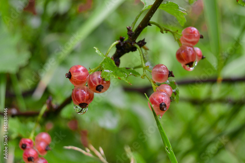 A branch of red currant. Raindrops on the bush.

