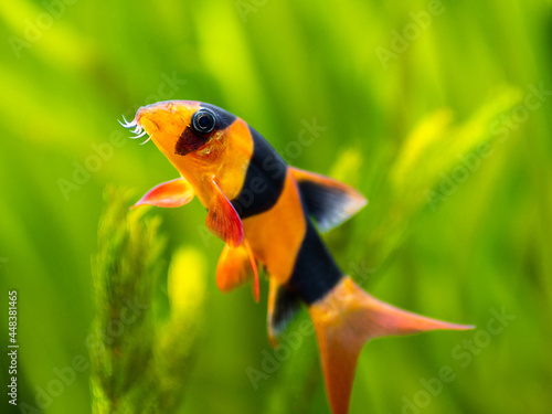 portrait of a large clown loach isolated in fish tank (Chromobotia macracanthus) with blurred background - selective focus