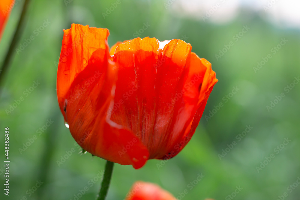 Obraz premium red poppy flower