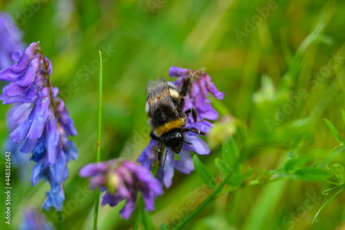 The bumblebee is sitting on a flower.
