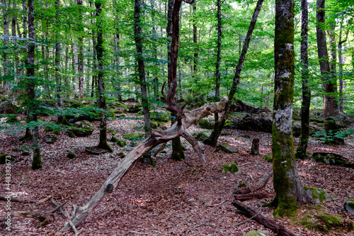 beech forest near lake asnen in sweden photo