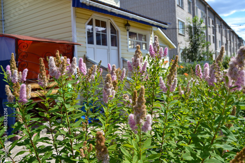 Beautiful flowers in the courtyard of the house.
