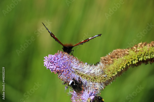 Close-up of the swallowtail butterfly on the lilac flower (Veronicastrum virginicum 