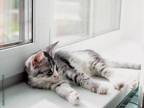 Cute little fluffy grey striped kitten lying on the windowsill and looking at camera. Newborn kitten, kid animals. Care of pets concept. World cat day