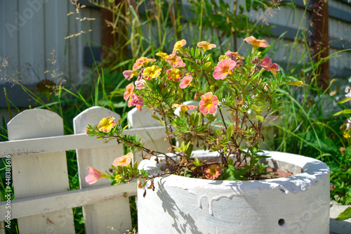 Beautiful flowers in the courtyard of the house.
