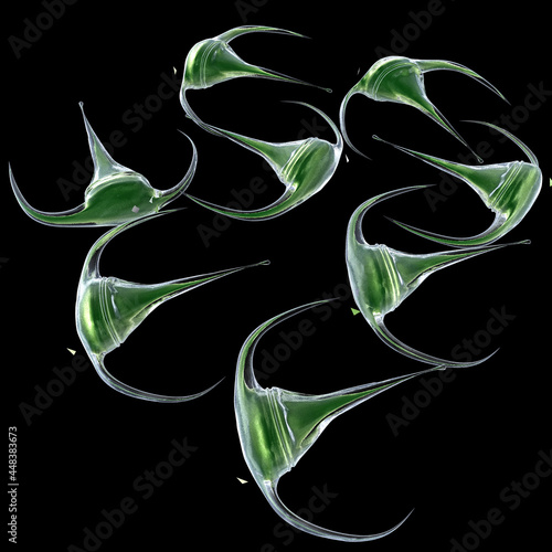 dinoflagellate ceratium longpipe photo