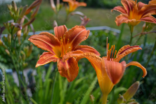 Lily in the yard of the house.
