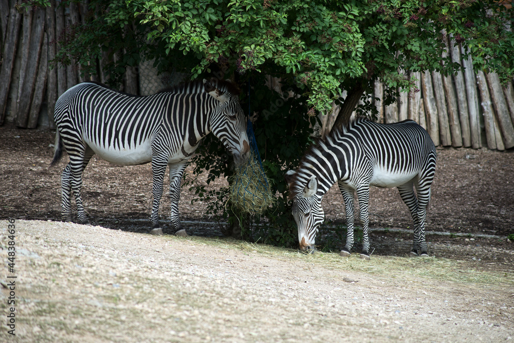Portrait of two zebra eating grass in a zoologic park Portrait of two zebra eating grass in a zoologic park