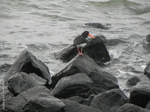 scholekster on a rock
 photo